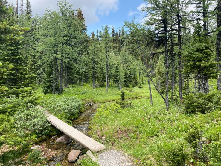 the trail runs alongside a stream and in between many trees