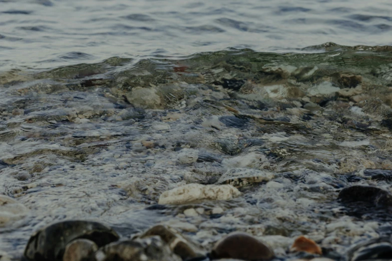 there is a sea turtle on the beach near the water