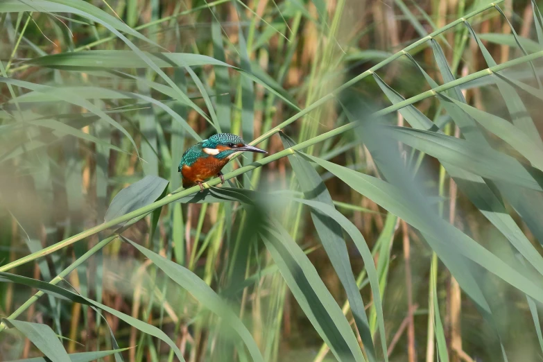 a small bird perched on top of a plant