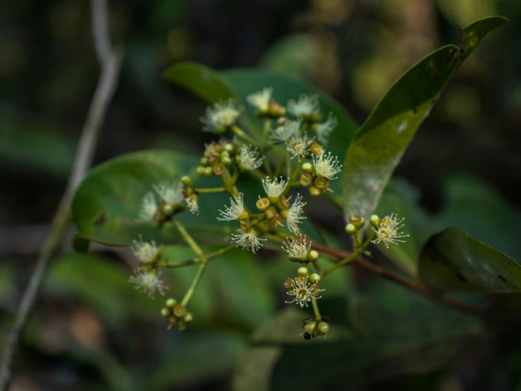 small white flowers on a green plant and leaves