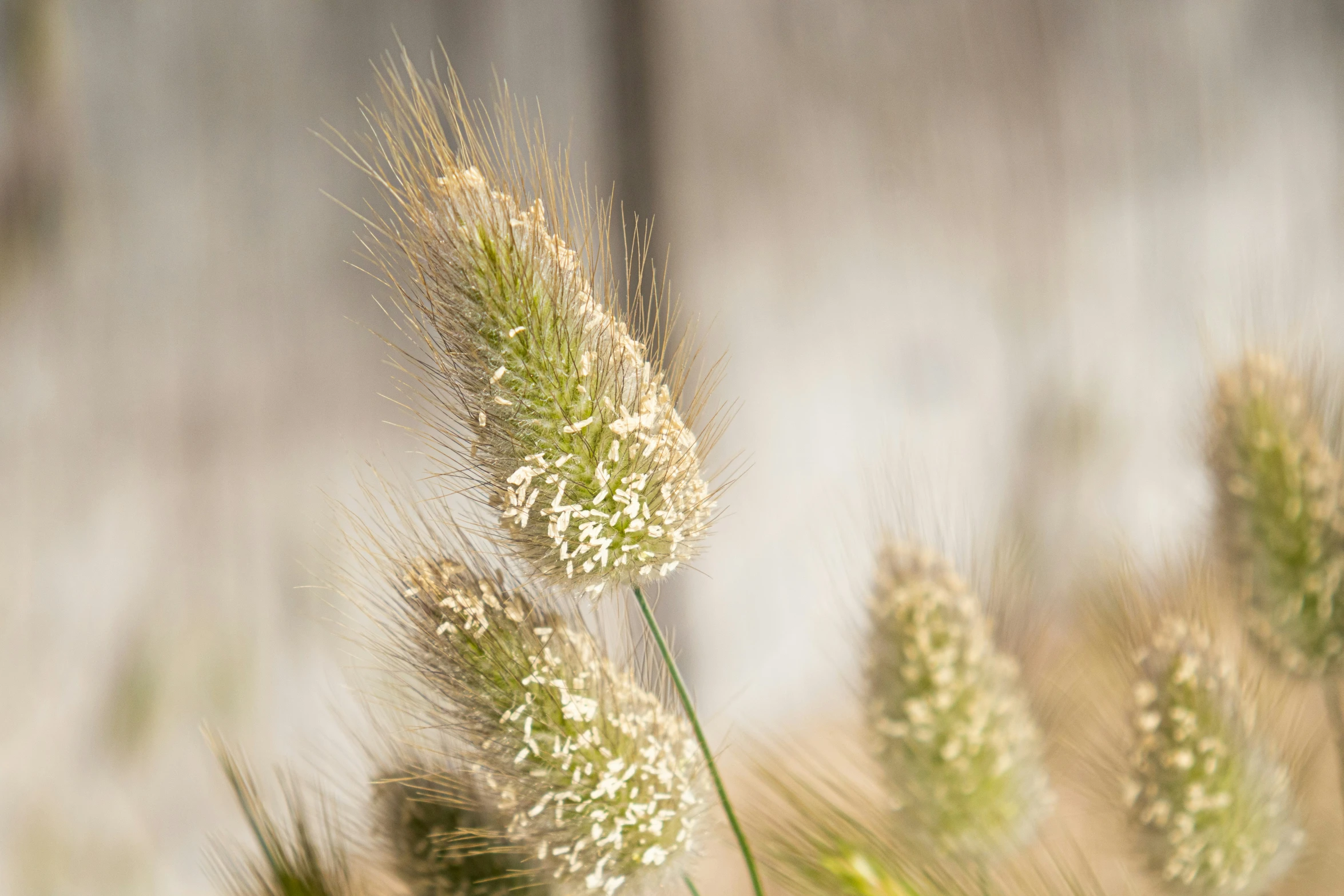 the grass is blowing in the breeze