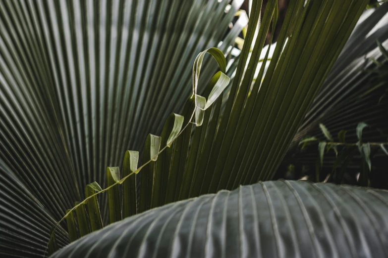 the top of some plant leaves with no leaves