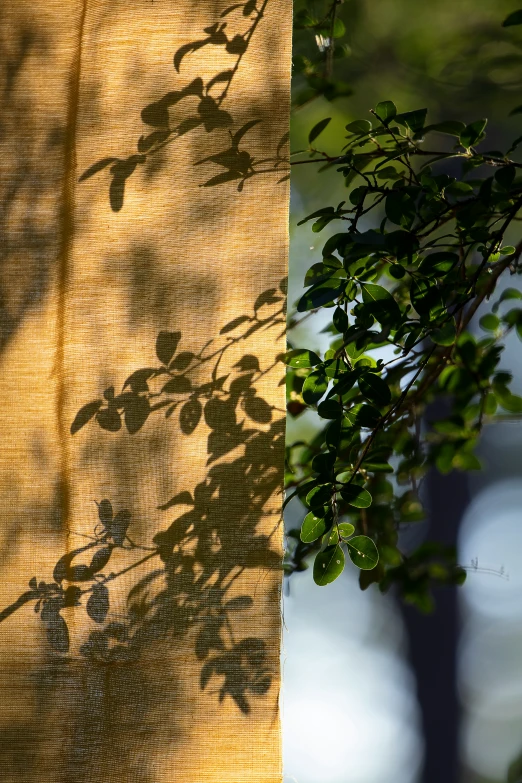 the leaves are casting shadows on a curtain