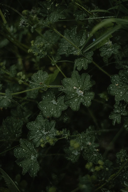 a bunch of green plants with drops of water