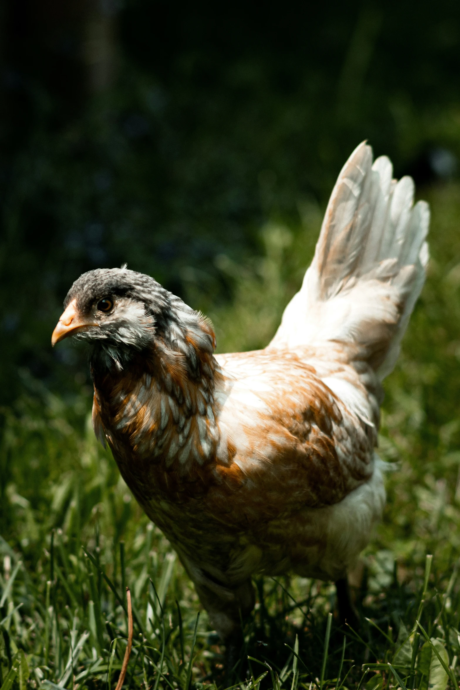 a brown and white chicken walking on some grass