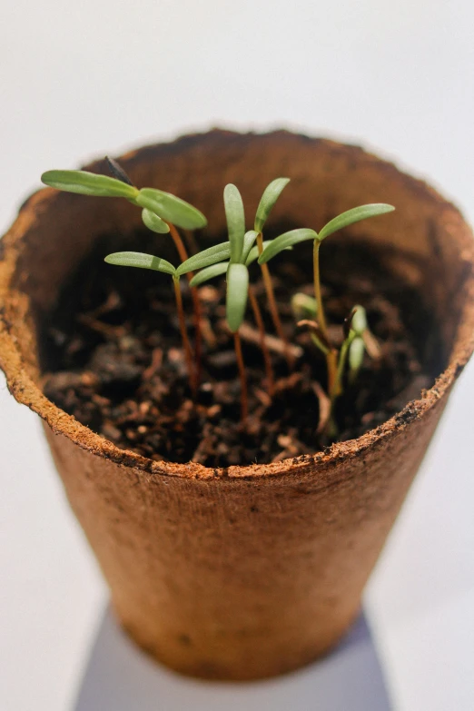 a small potted plant is growing from the soil