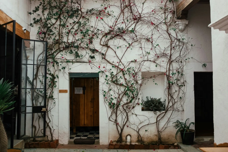 ivy on the wall of an old building