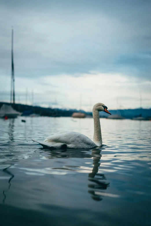 a lone swan swimming in the middle of water