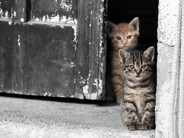 two little kittens are peering from a doorway