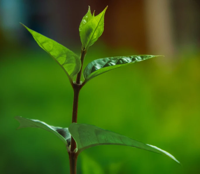 a small green plant growing in a green garden