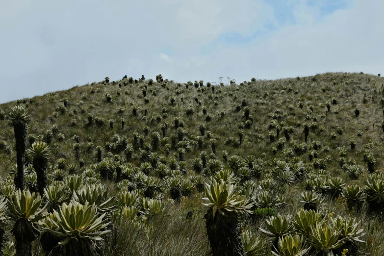 many small cactuses are growing on the ground