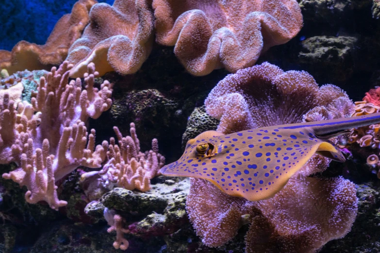 a very large fish with blue and white dots on its body