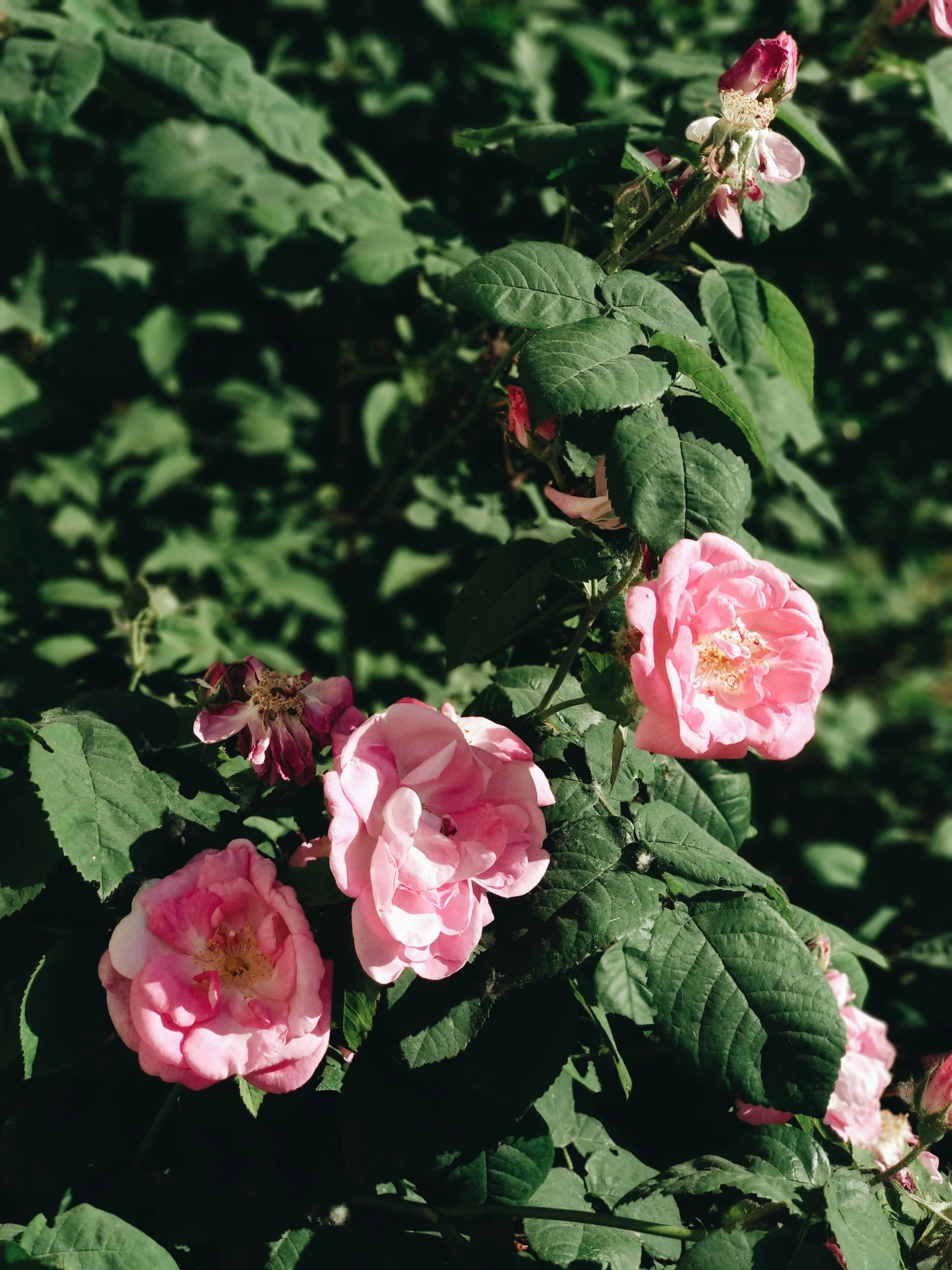 several large, pink roses with green leaves