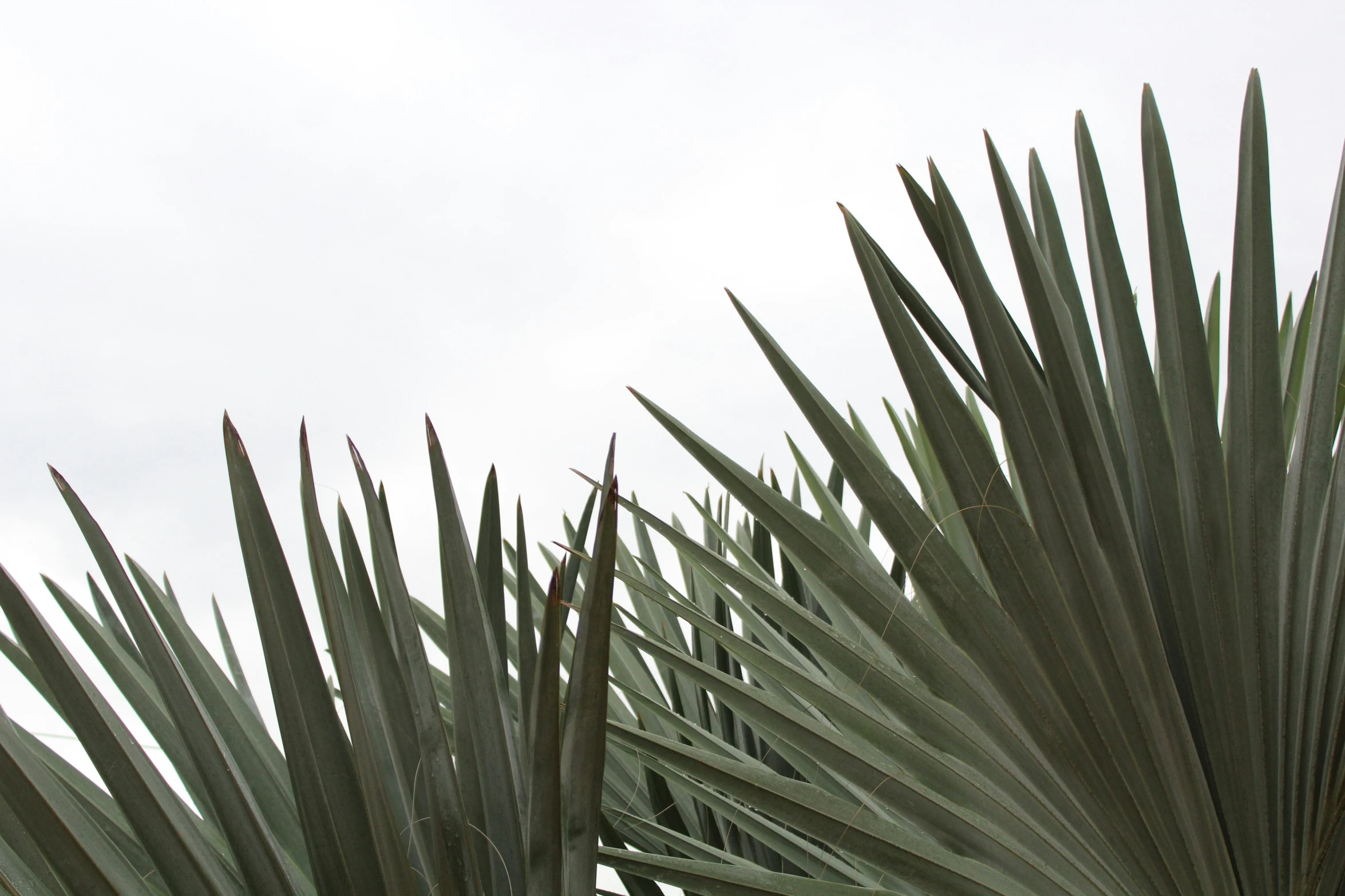 a green leafy plant in front of a gray sky