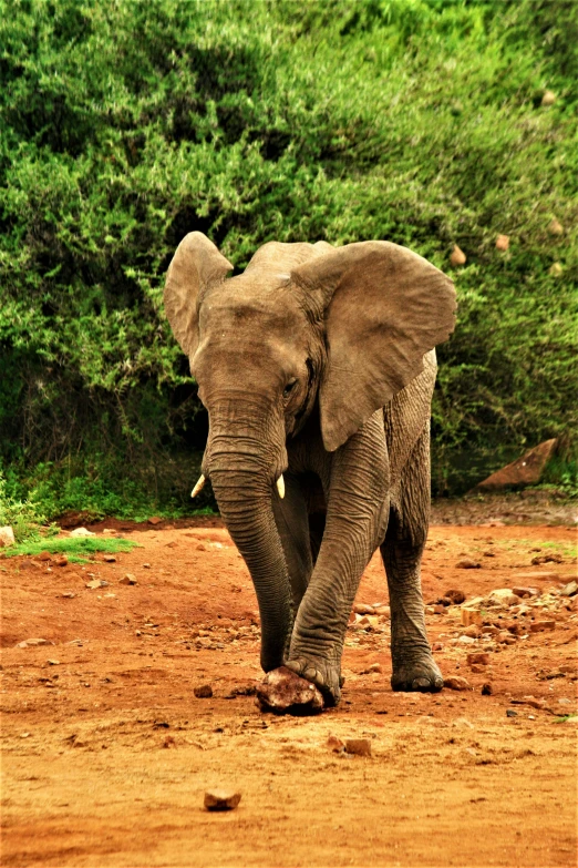 a single elephant walking through a dirt area near some trees