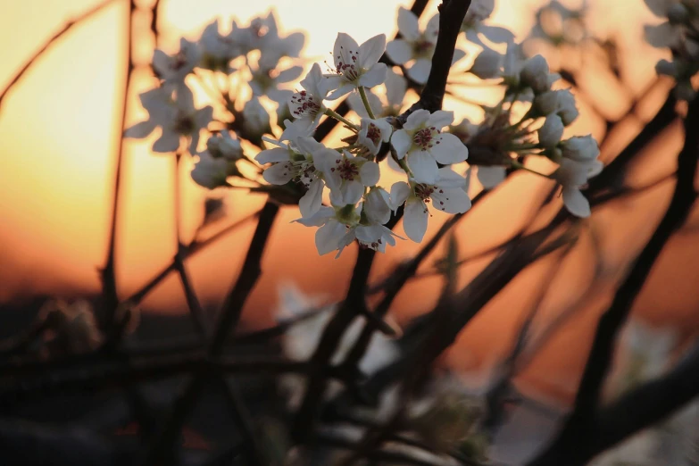 the flower is just starting to open and bloom