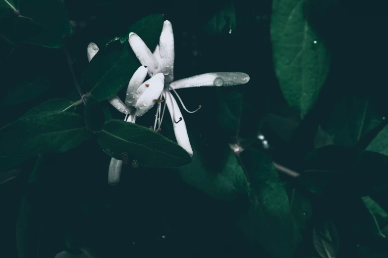 white flowers blooming among some green leaves