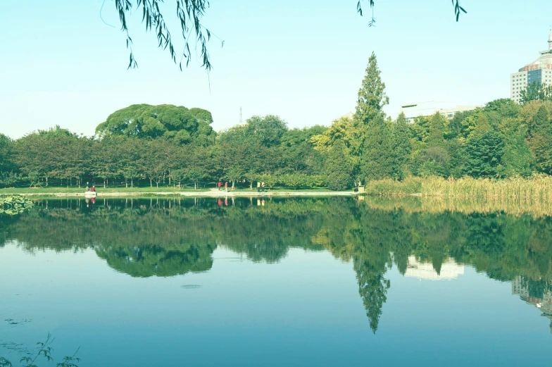 a tree filled lake next to lush green trees