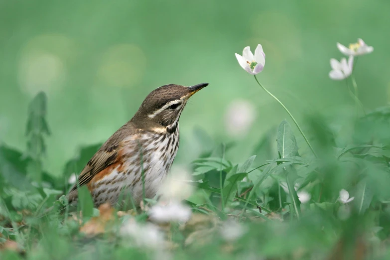 small bird looking up next to a small flower