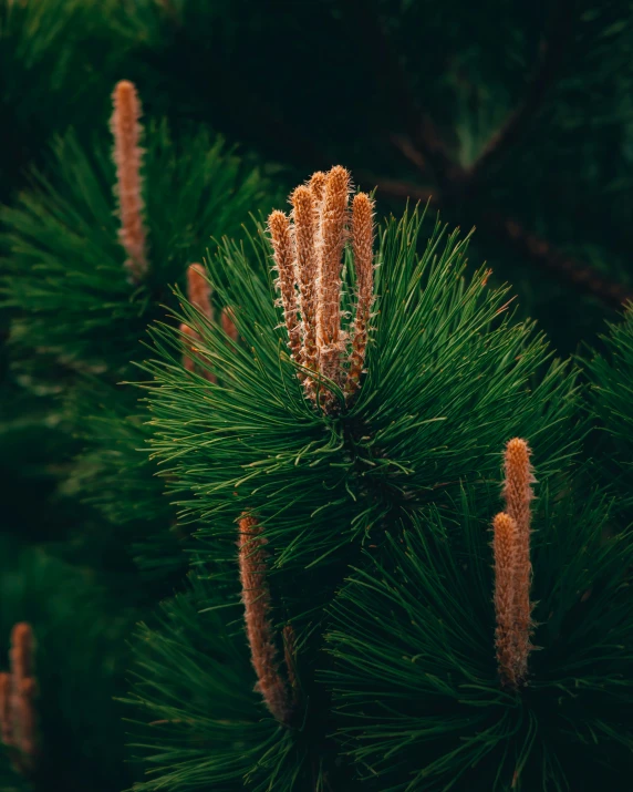 an image of a pine tree with needles