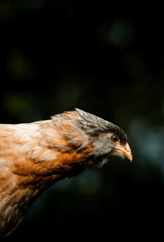 an orange and white chicken looking off into the distance