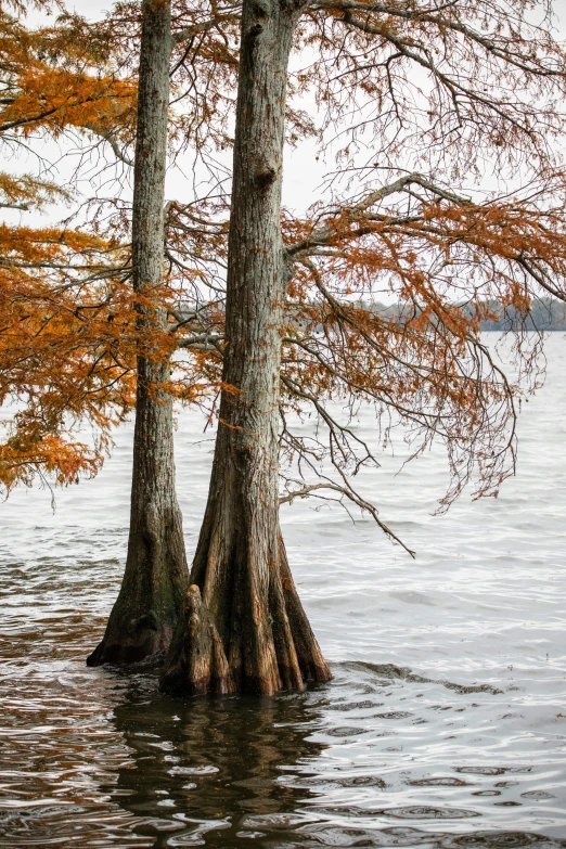 a flooded tree in the middle of a lake