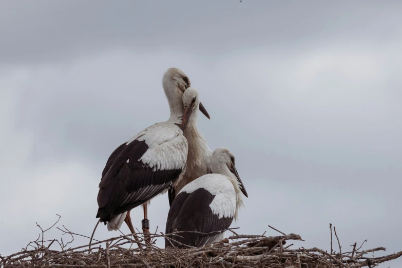 two storks sitting in a nest with their necks crossed