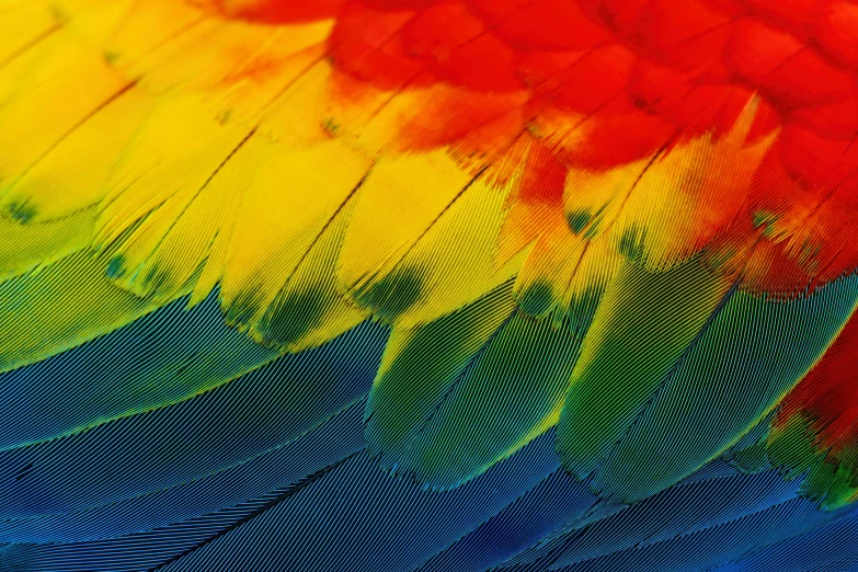 a close up view of the multicolored feathers