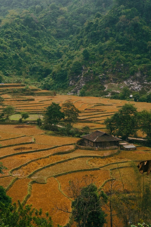 the view of an asian rice field that looks like a village