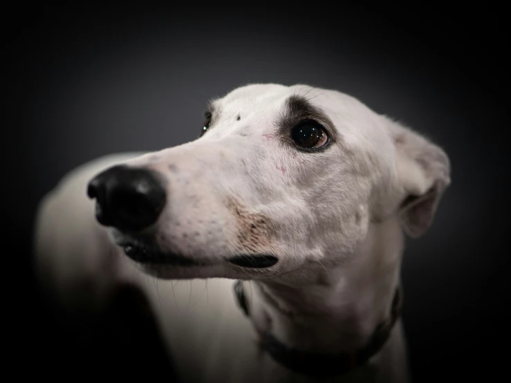 a white dog with black spots in it's head