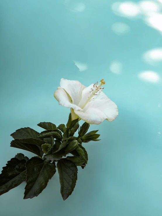 a white flower sitting on top of a green leaf covered plant