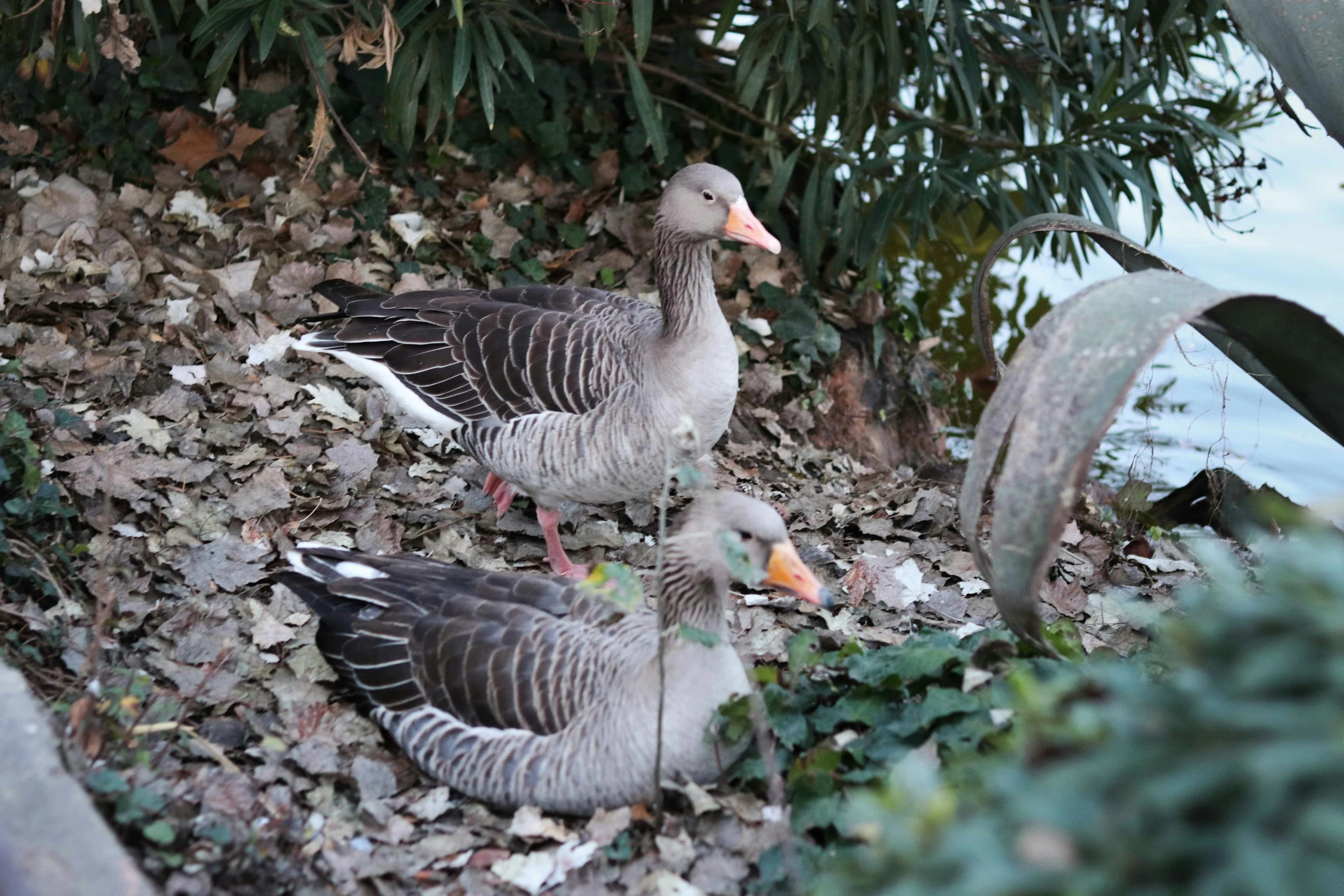 a group of ducks by a pond of water