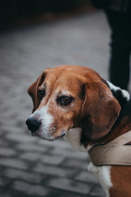 a close up of a dog wearing a vest