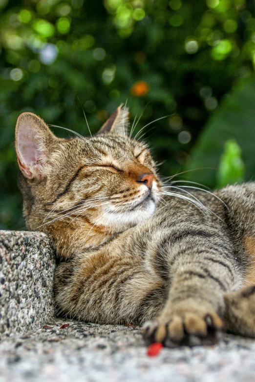 a cat laying on a cement ground next to a green bush