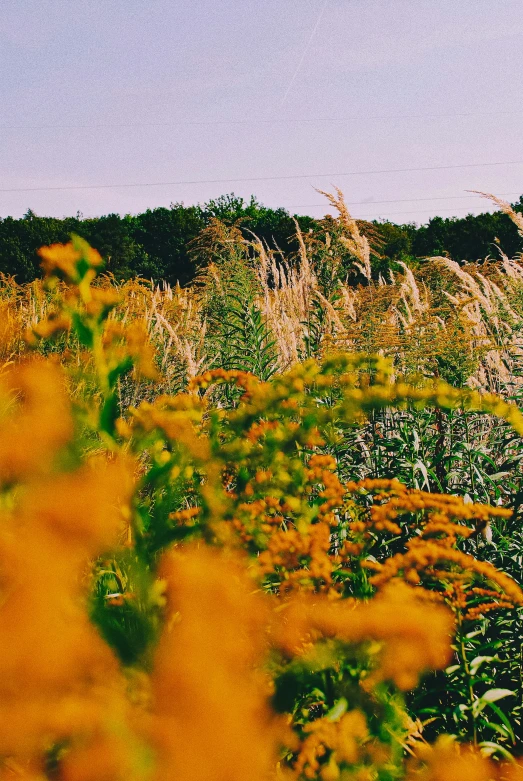 an orange field that has yellow flowers in it