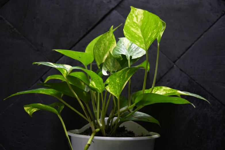 some very pretty green plants growing inside of a white pot