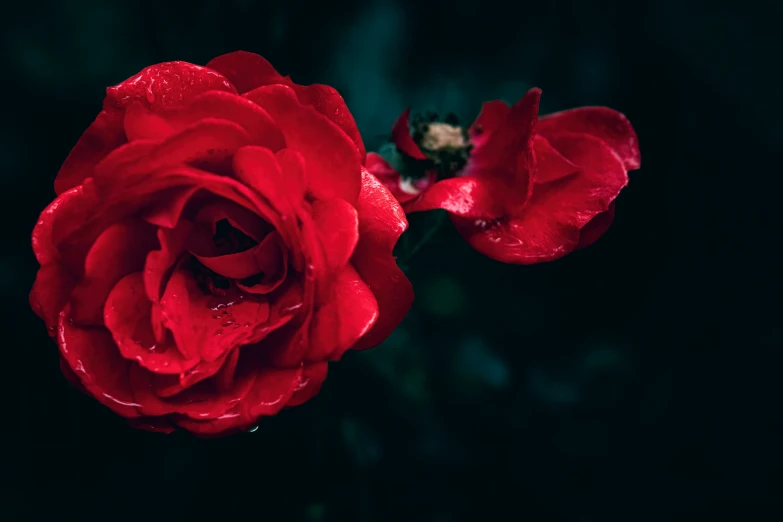 a single rose is opened against a dark background