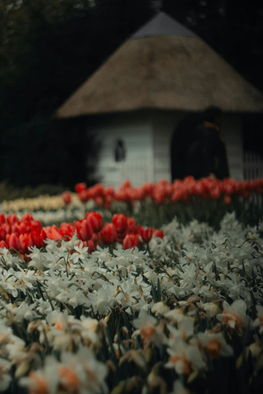 an image of colorful flowers on a field