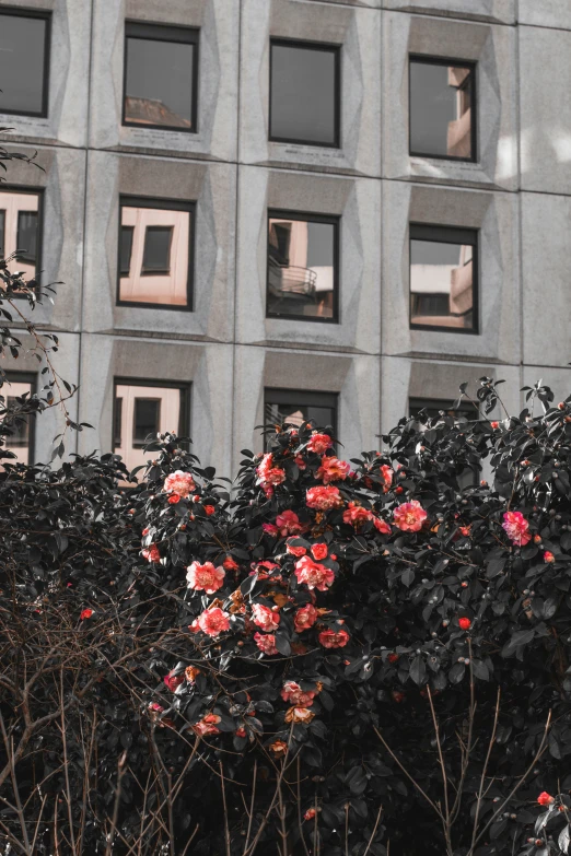 some very pretty red and white flowers in front of a building