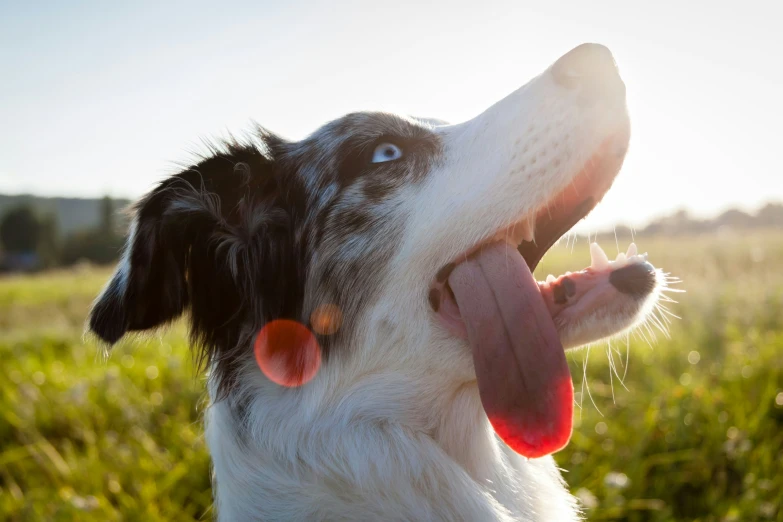 an image of a dog sticking his tongue out to say hello