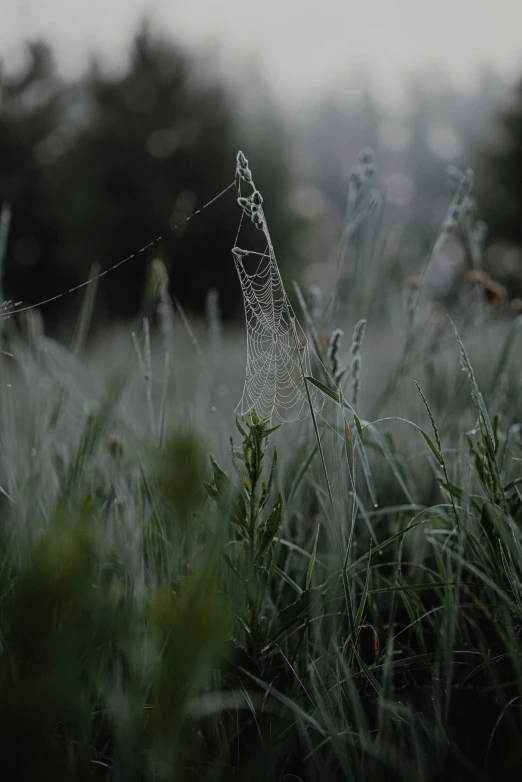 grass and flowers in the fog on a cold day