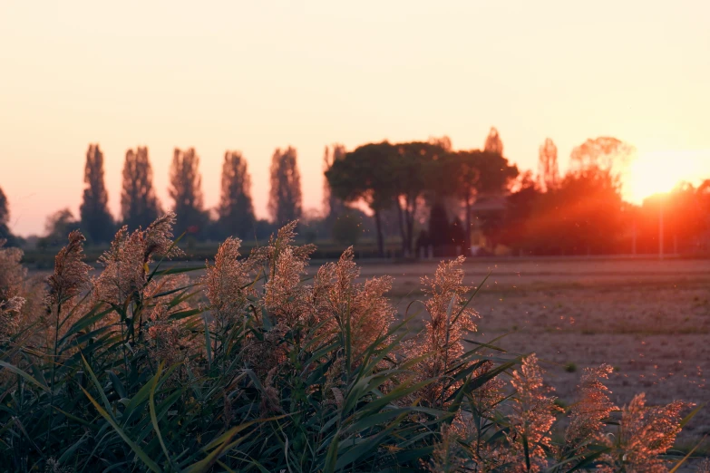 the setting sun over some very pretty plants