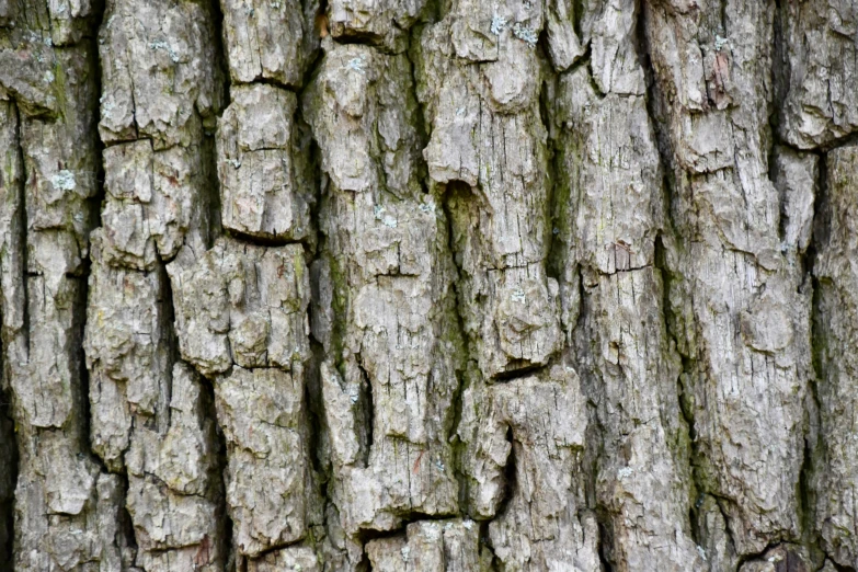 the bark of a tree shows how it looks like it has a brown substance