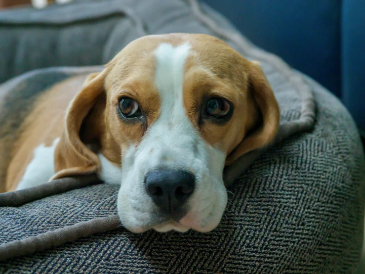 a dog laying on a pillow on a couch