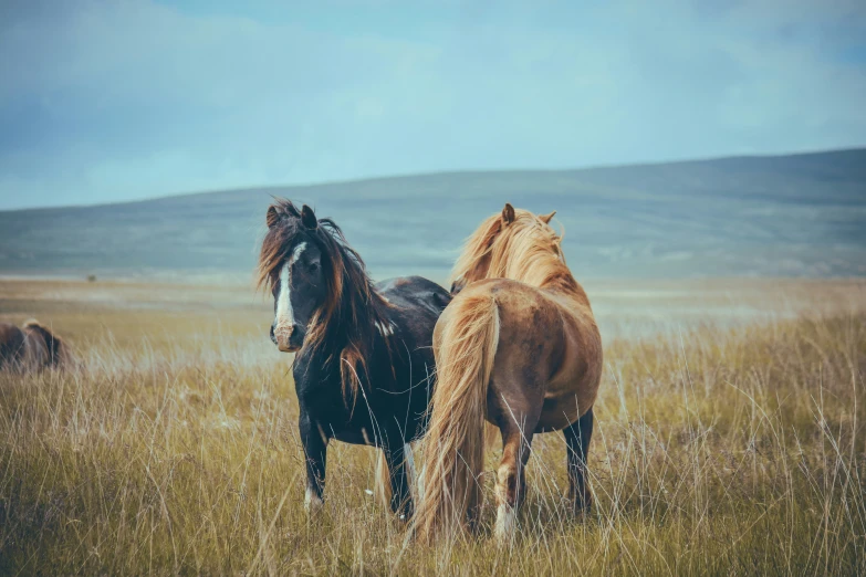 two horses are grazing in the grass outside