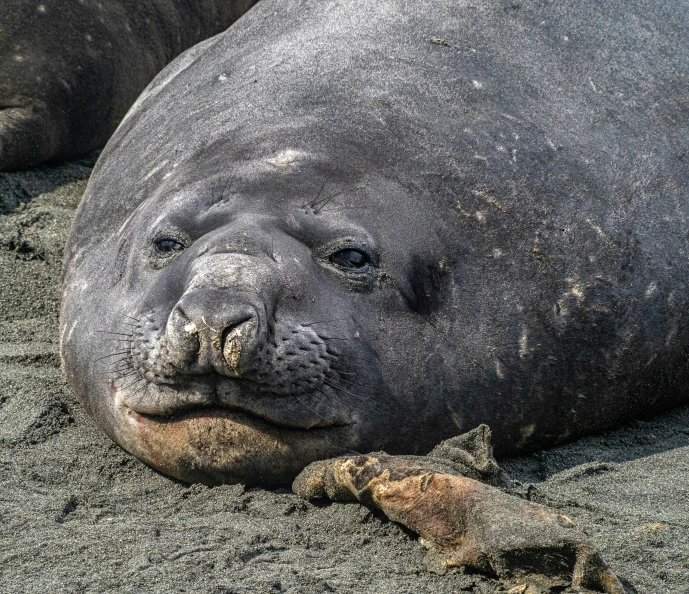 a large gray seal lying on top of sand