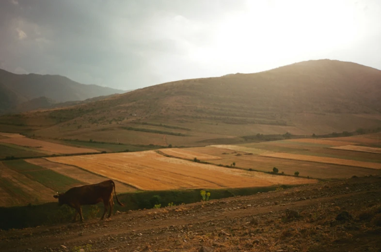 a cow that is standing in the grass