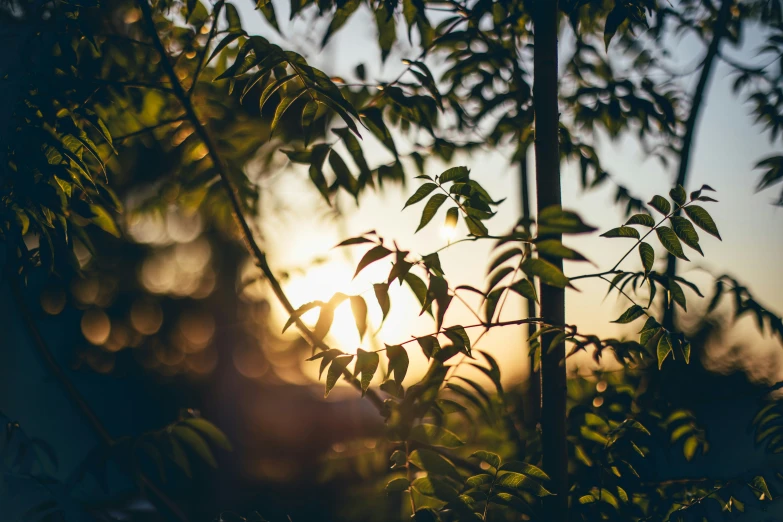 trees in the woods are silhouetted against a setting sun