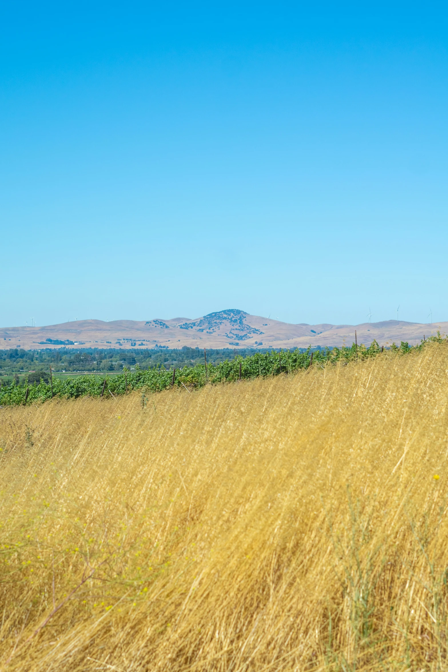 yellow grass in the distance with mountains on the horizon