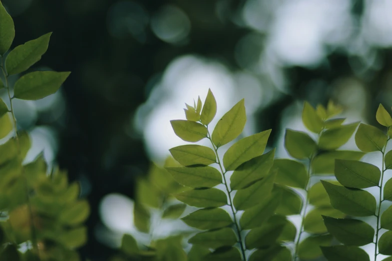 some green leaves are in front of trees